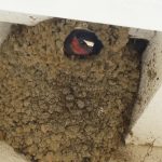 Barn Swallow in mud nest